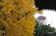境内鐘楼から見える京都タワー。09.12.06.
