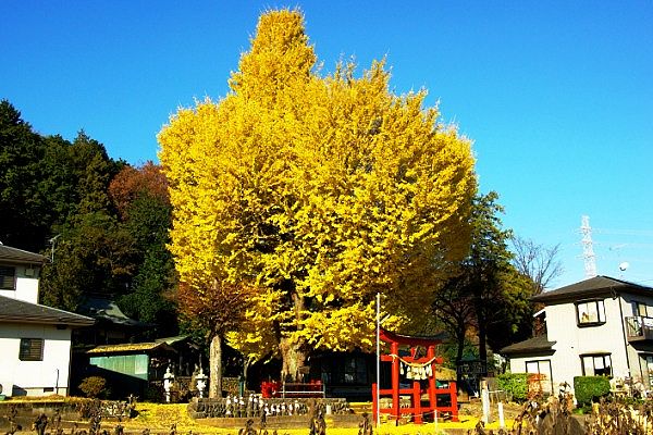 野猿街道熊野神社。'08.12.03.