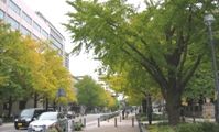 黄葉し始めた日本大通り。07.11.20.