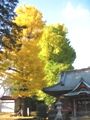 荻野神社の大イチョウはやっと黄葉です。06.12.04.