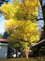 見事な黄葉の荻野神社の大イチョウ。05.12.08.