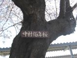 愛情こもる中村佰年桜看板。06.04.04.