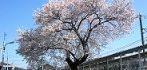 誰も佰年桜のお花見には来ないが優雅に咲く。'06.04.04.