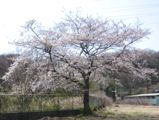 大丸清掃工場入口の桜。06.03.31.