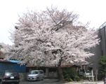 多摩霊園南門の公園桜。06.03.30.