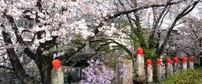 背中に淡い春日を浴びながら満開の桜達を愛でている。07.04.07.