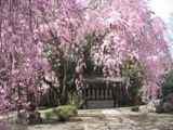 見事な枝垂桜に向き合う六地蔵。06.04.04.