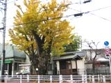 矢野口地蔵イチョウの異形の老木が今年も黄葉する。06.12.05.