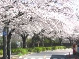 穏やかな小春日和の中、桜並木がポストを包み込む。06.04.03.