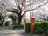 国立大学通りの桜と赤い円筒形ポスト。05.04.09.