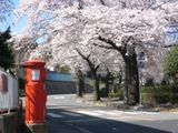 桜を愛でる孤高に佇むベレー帽の郵便ポスト。06.04.03.