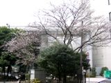 四谷麹町子供の広場の北端に咲く冬桜。07.01.18.