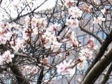 淡いピンク色の神田橋の冬桜。07.01.18.