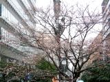 可憐であるが故ビルの谷間に吸収される冬桜。05.02.09
