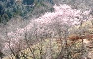 多摩森林科学館の椿寒桜。07.03.08.