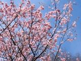 枝に密集たわわに咲かせる椿寒桜。07.03.08.