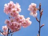 花弁が多数の椿寒桜。07.03.08.