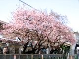 JR保谷構内の寒桜3本がすでに満開。07.02.13.