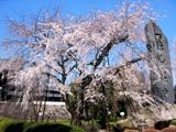 今年は満開ゲットです。
			名木百選の幹周り1.6ｍの見事な枝垂桜。07.03.21.