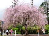 高木淡紅枝垂桜の優美な様で人々を魅了している。07.04.04.