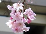 遅咲き枝垂れの花弁は可憐な八重です。07.04.10.