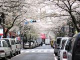 桜の中、中央通りの高島屋の赤いネットが顔を覗かせる。。07.04.04.