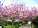 見事満開の南大沢４丁目遊歩道の里桜。07.04.19.