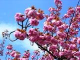 この熊手のような枝の先に花を咲かせる里桜。07.04.19.