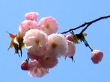 関山の花弁は八重咲きです。07.04.10.