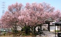 今年も満開の小彼岸桜。07.04.07.