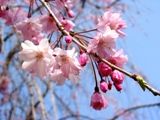 600年の子孫が今年も咲かせた八重薄紅枝垂桜。07.04.07.