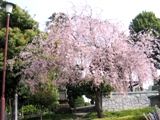 鐘突堂を隠すほどに満開の枝垂桜。07.04.07.