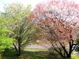 山里に緑色鮮やかな緑山桜。07.04.10.