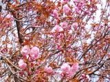 並木から離れて咲く一本の里桜。07.04.12.