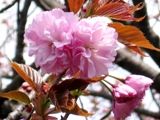 八重に織りなす優美優雅さの里桜。07.04.12.