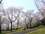 何処かで見た風景。桜に菜の花。07.04.06.