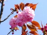 里桜は八重咲きピンク色。07.04.10.