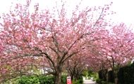 遅咲きの里桜も満開です。07.04.15.