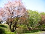 山桜と緑山桜が並んで咲き誇る。07.04.10.