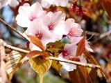山桜はあくまでも淡紅色山桜。07.04.10.