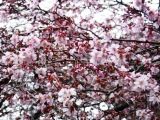 見事な色彩の乳白色の寒桜。06.02.27.