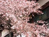 伸びやかな枝ぶり豊かな寒桜。06.02.27.
