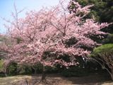 一番咲きの大寒桜。06.03.08.