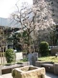 早咲きの枝垂れ桜05.03.16