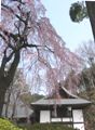 糸桜そのものです。06.03.29.