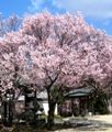 小彼岸桜が満開。06.03.31.