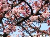 国立駅ホームから寒桜を望む。05.01.28.