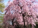 居住者たちが誇りの紅色枝垂れ桜。05.04.09.