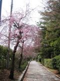枝垂れ桜の遊歩道。05.04.04