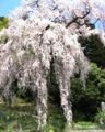 まるで滝のような梅岩寺の枝垂れ桜。05.04.14.